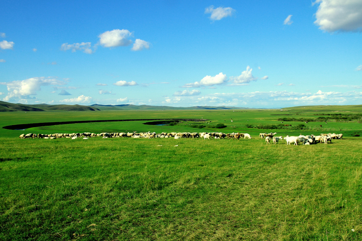 呼伦贝尔草甸草原