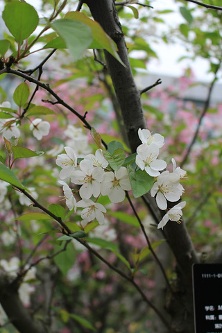 "有没有江南园林的feel~兰花都在室内，感觉参观的价值不是很大哈~建议自己带吃的进去~进门是一个造型_上海植物园"的评论图片