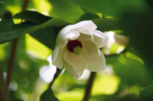 九龙川自然保护区