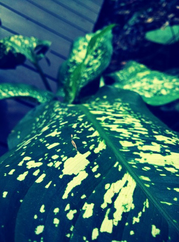 2017梦幻谷最经典的项目就叫踏瀑戏水_呀诺