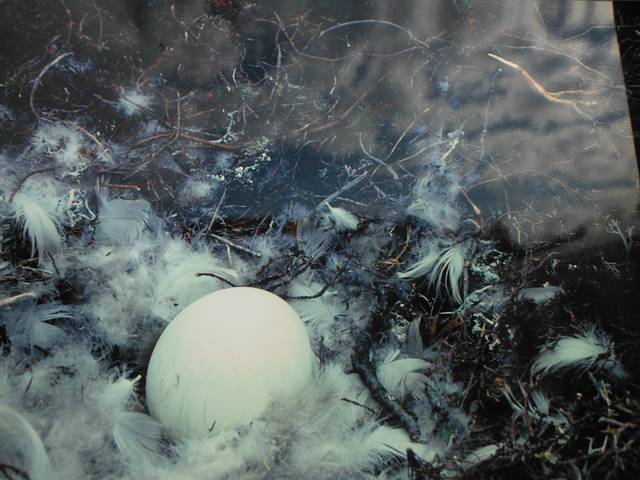 蒙特利尔生物圈