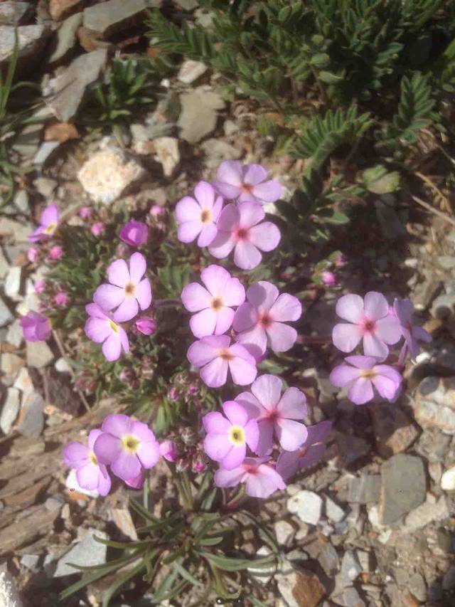 通天河渡口白塔