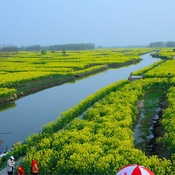 千岛菜花风景区