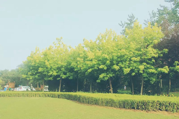 一排树,路边的一排树简笔画,一排树卡通_大山谷图库