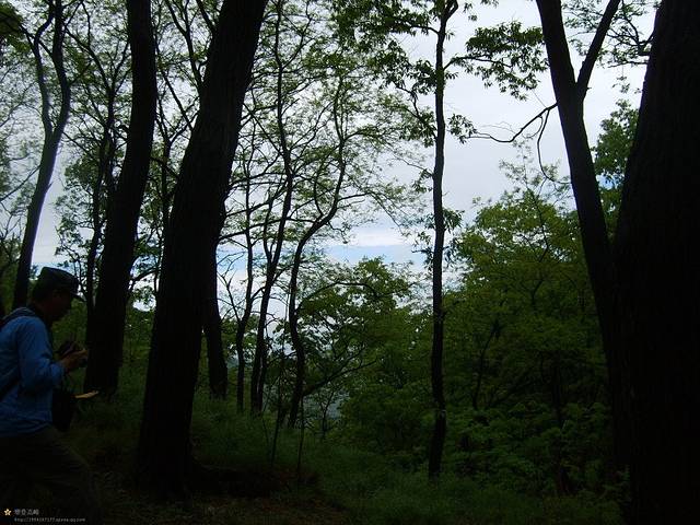 药乡国家森林公园