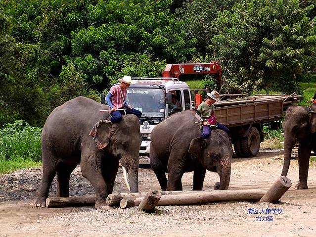 清道大象训练中心