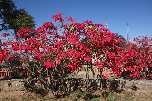 女王宫内开满了马达加斯加的国花