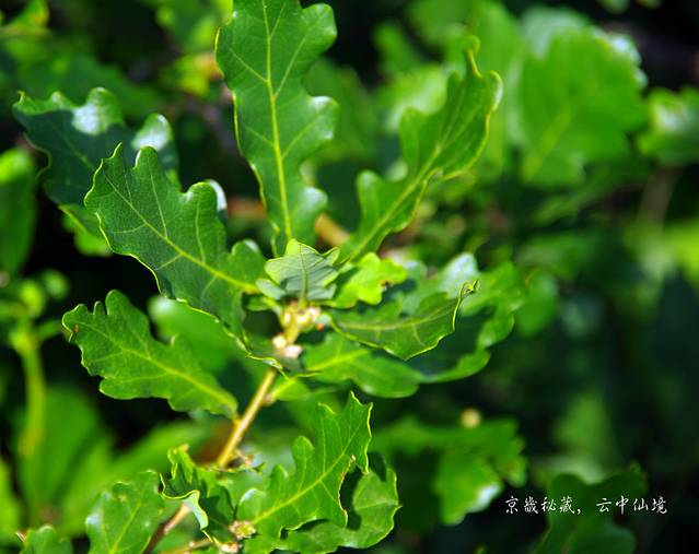 栎树,栎树家具,栗树与栎树_文秘苑图库