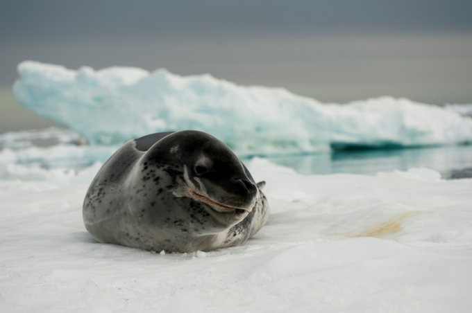 Paulet Island图片 Paulet Island图片