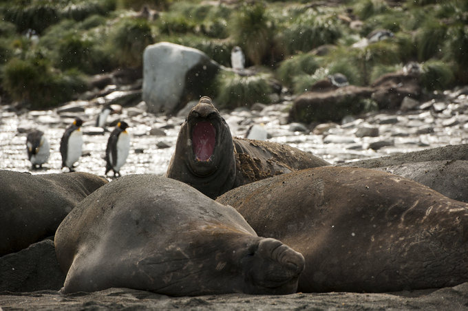 海豹介绍图片 海豹介绍图片