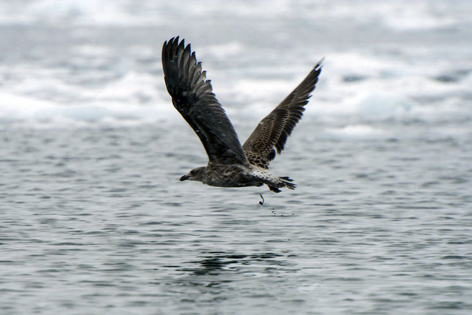 鸟类介绍图片 鸟类介绍图片