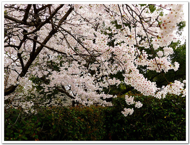 是为纪念二战后期的1945年8月6日广岛遭原子
