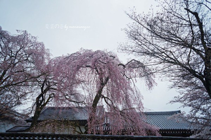 2017今天的安排是醍醐寺,有这么一种说法如果