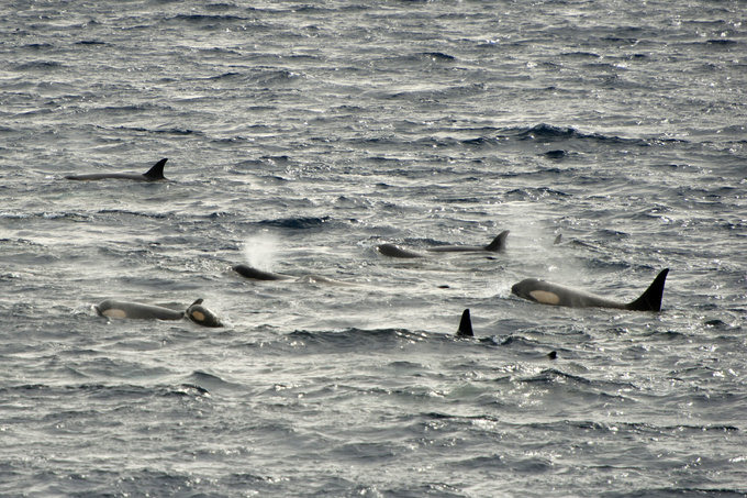 邂逅虎鲸图片 邂逅虎鲸图片
