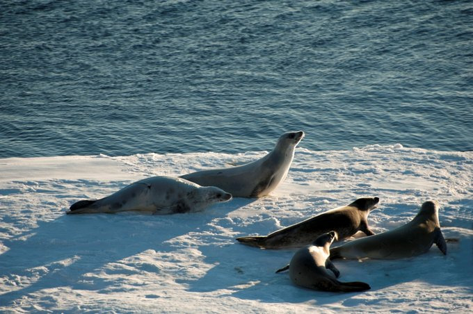 威德尔冰海图片 威德尔冰海图片