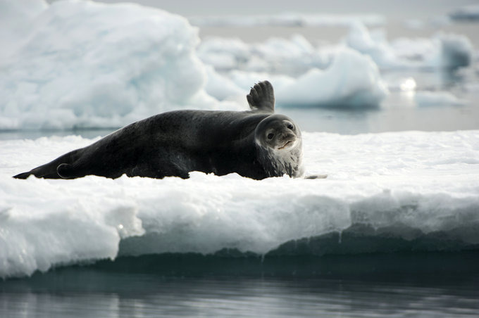 Paulet Island图片 Paulet Island图片