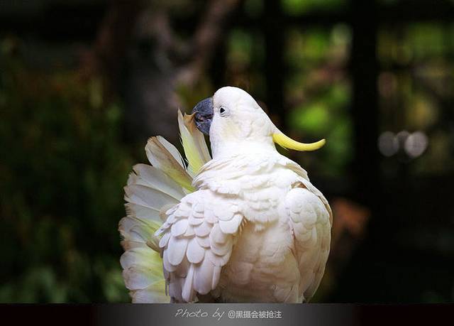 Kuranda Rainforest Tours