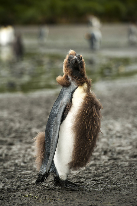 Salisbury Plain图片 Salisbury Plain图片