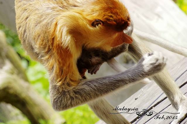 拉卜湾长鼻猴保护区