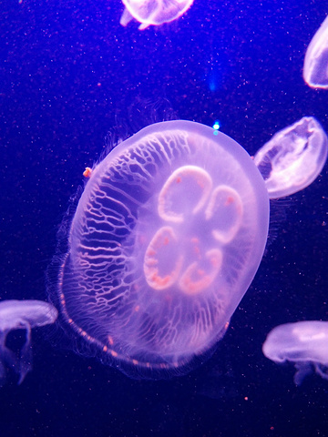2017早晨起床后到拱北汽车站附近去吃肯德基