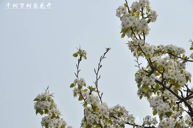 琉璃河万亩梨园