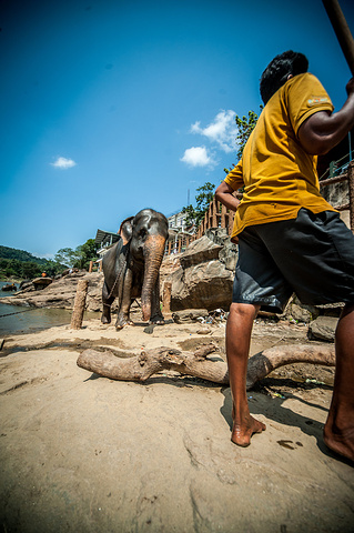 成年大象鼻子一卷就能搬一大根木头或者一大捆树叶可以喷水洗澡在池子