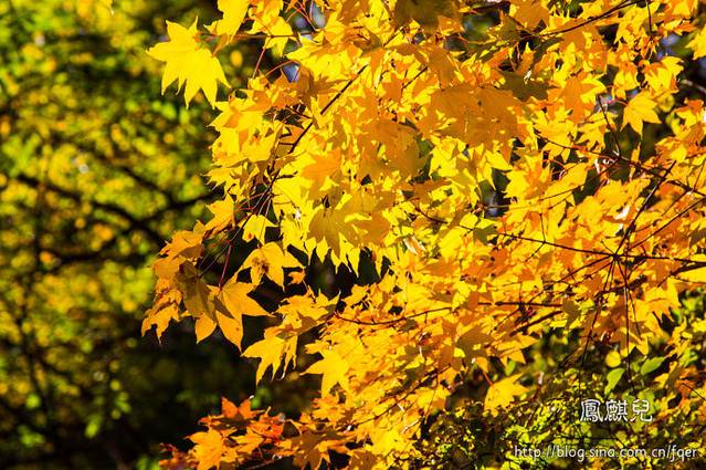 北京喇叭沟原始森林公园