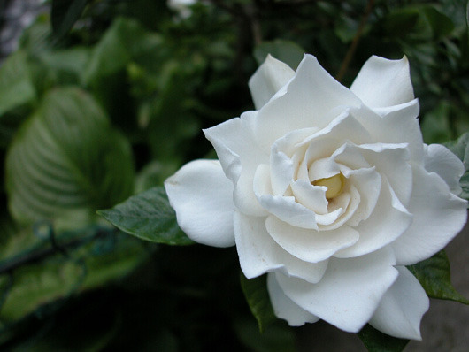 江原道立花木园