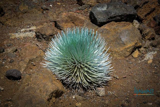 银箭草,英文silversword,全世界只有哈雷阿卡拉火山口有这种植物