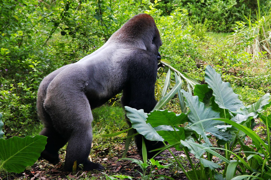 尼莫-迪士尼动物王国的音乐家
