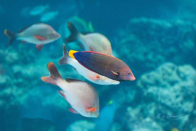 冲绳美丽海水族馆