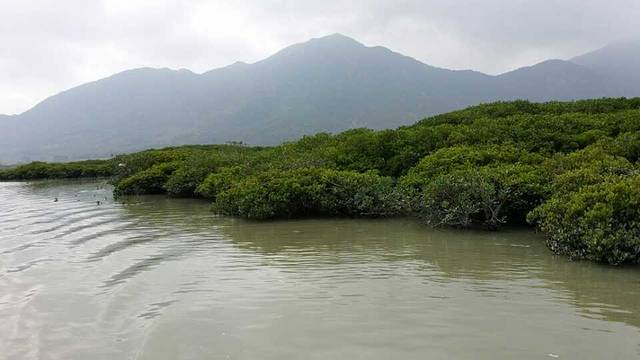漳州红树林
