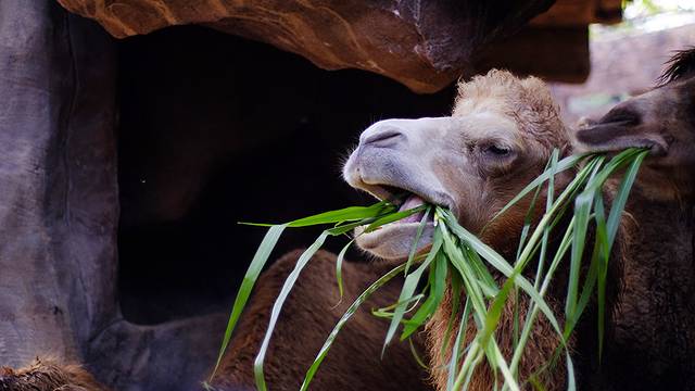 长鹿旅游休博园