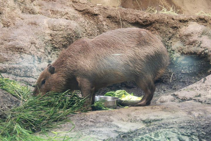 快乐的大脚^_^(～~▽~)→))*~▽~*)o,拜托,不要这样吓人好吗!