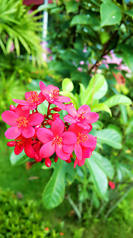 2017司机小哥超级帅,中文和英文都不会讲,只会