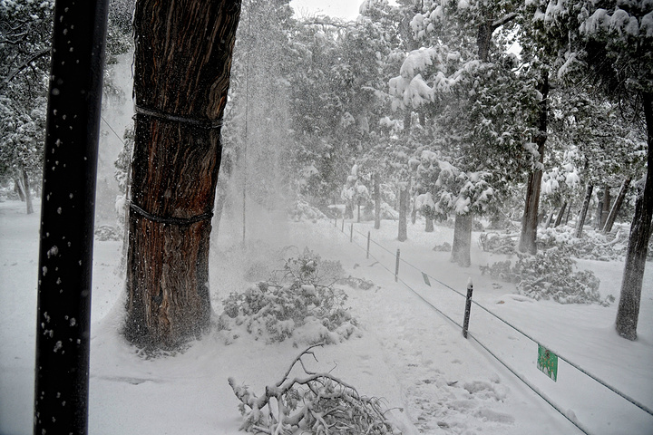 "...泛滥，亲眼目睹了这一惨烈现象：千年古柏的枝干在暴雪的重压下，不时发出可怕的断裂声，轰然折断落地_孔庙"的评论图片