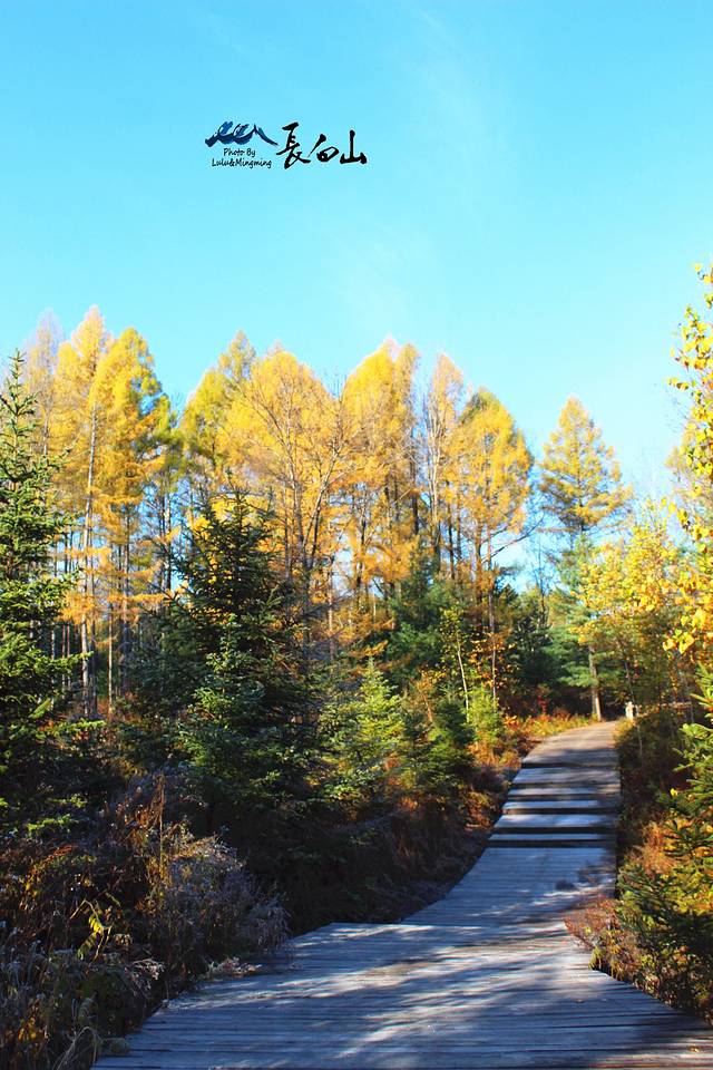 松江河森林公园