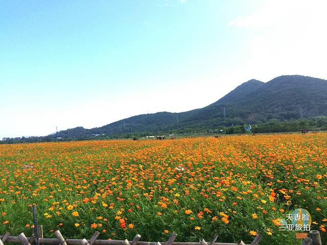 三亚亚龙湾国际玫瑰谷