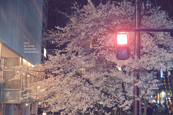 "听说很多居酒屋可以喝着小酒，观赏鸭川夜景。时尚商业化的酒吧街，却流动着百年古老的气息_先斗町"的评论图片