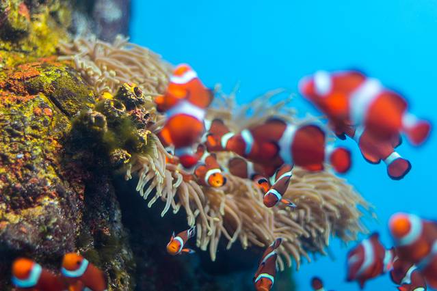 登别海洋公园尼克斯