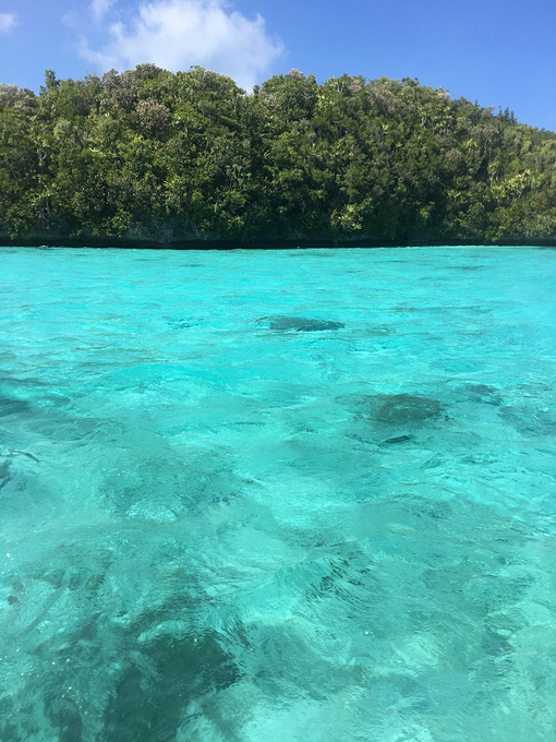 太平洋海豚湾图片