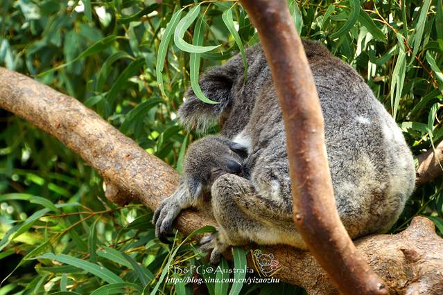 汉密尔顿岛野生动物园
