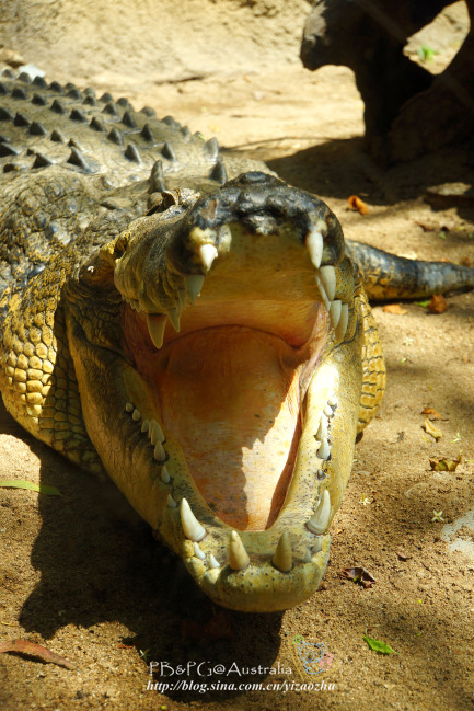 汉密尔顿岛野生动物园