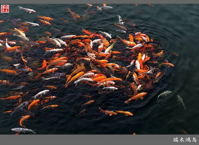 锦鲤:利也,鱼也,象征着大吉大利——富足有余,盛世丰年,好运吉祥!