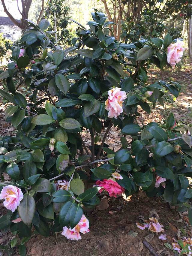 阳江市区森林公园