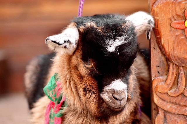 花制作原创民族风服饰