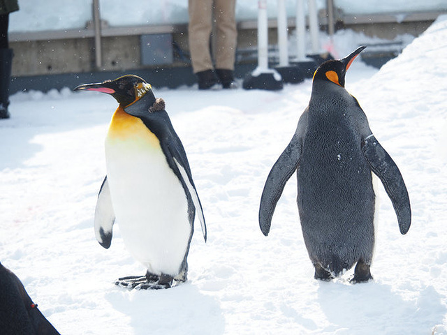 21曾经日本最有名的观看动物最多的是东京的上野动物园 而旭川动物园由于处在北海道很遥远的旭川 地理 旭山动物园 评论 去哪儿攻略