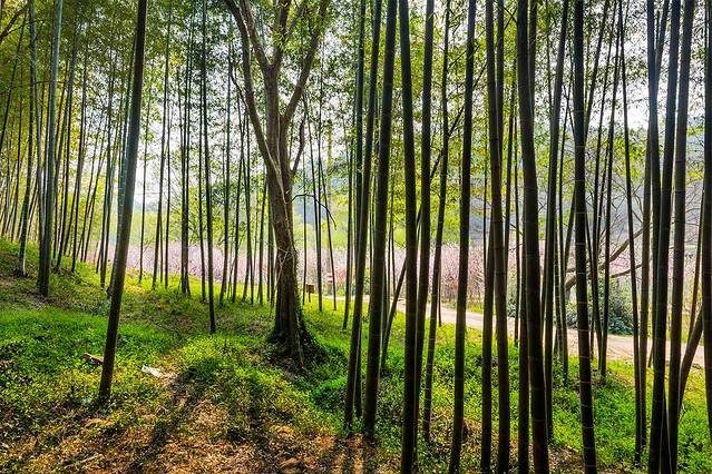 将军山旅游风景区
