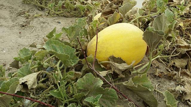 哈密市哈密瓜园