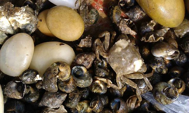 日照天价海鲜+青岛38元大虾,还敢海边游